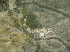 Lepidoblennius haplodactylus