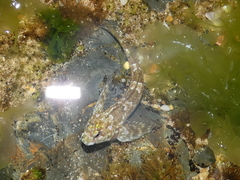 Lepidoblennius haplodactylus