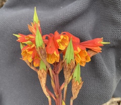 Blandfordia punicea