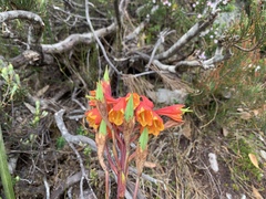 Blandfordia punicea