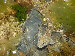 Lepidoblennius haplodactylus