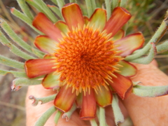 Protea canaliculata