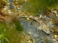Lepidoblennius haplodactylus