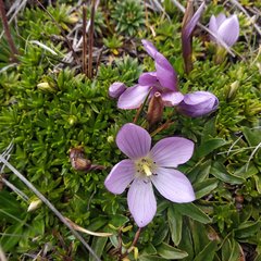 Gentianella cerastioides