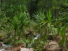 Pandanus aquaticus