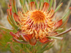 Protea canaliculata