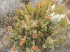 Protea canaliculata