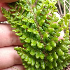 Polystichum orbiculatum