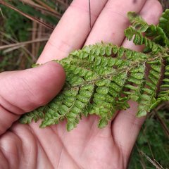 Polystichum orbiculatum