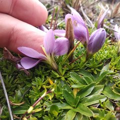 Gentianella cerastioides