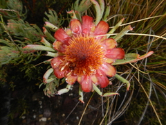 Protea canaliculata