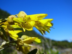 Sophora macrocarpa