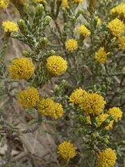Helichrysum parvifolium