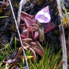 Pinguicula calyptrata