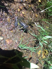 Litoria nasuta