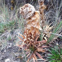 Puya cajasensis