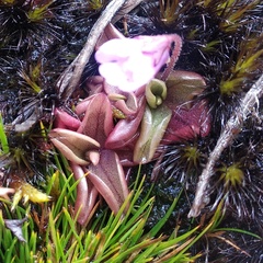 Pinguicula calyptrata