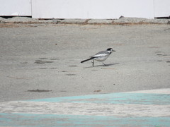Motacilla alba lugens