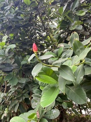 Costus woodsonii image