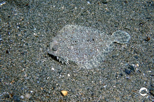 Barracuda