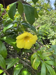 Allamanda cathartica image