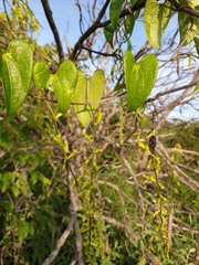 Dioscorea maciba image