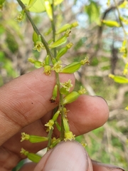 Dioscorea maciba image