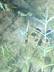 Dolomedes facetus