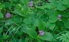 Cypripedium macranthos