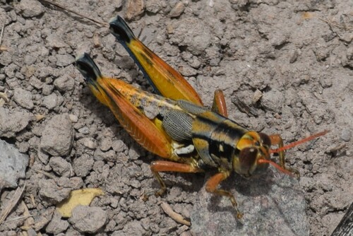 Melanoplus aridus photo 5