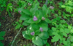 Cypripedium macranthos