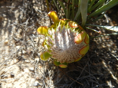 Protea revoluta