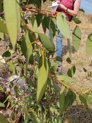 Eucalyptus tenuiramis