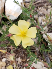 Fumana arabica