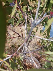 Eucalyptus tenuiramis