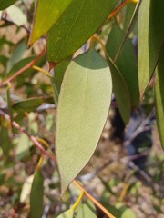Eucalyptus tenuiramis