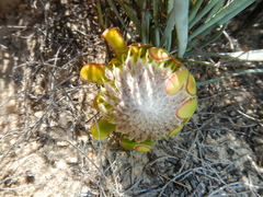 Protea revoluta