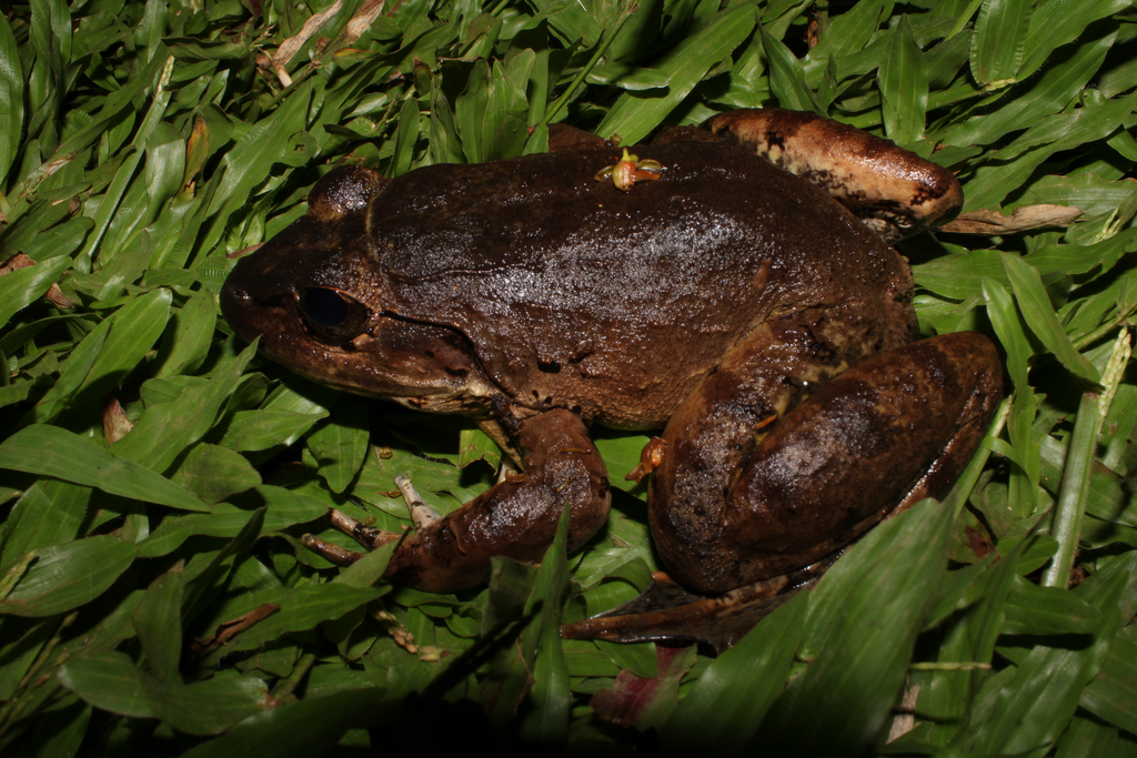 Giant Philippine Frog in July 2023 by Mark Gregory Rule · iNaturalist