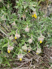Onosma frutescens