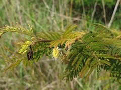 Dichrostachys