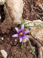 Romulea phoenicia