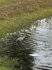 Egretta tricolor image