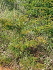 Dichrostachys