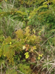 Dichrostachys