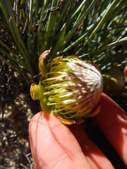 Protea revoluta