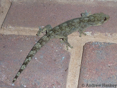 Homopholis walbergii