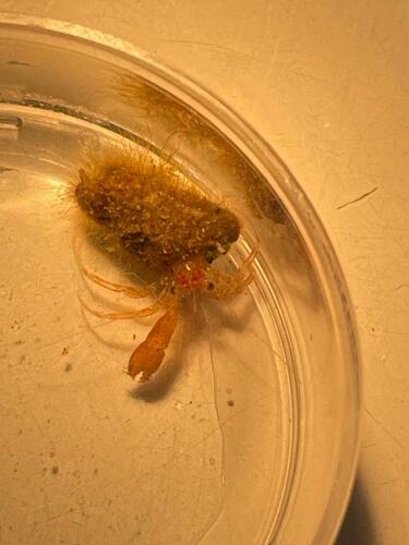 Representative image of Anapagurus laevis