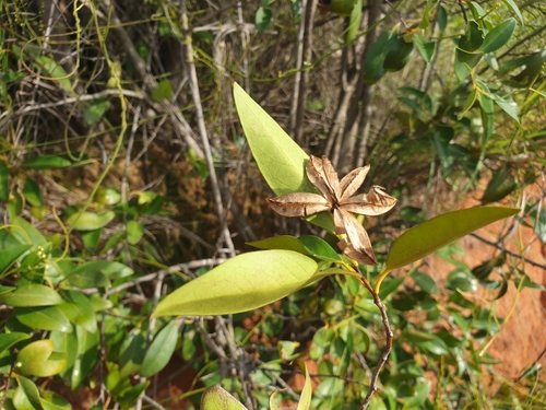 Polycardia lateralis