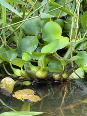 Eichhornia crassipes image