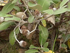 Pachystegia hesperia